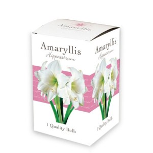 722.102 Amaryllis Gift Box - Amaryllis Single White6